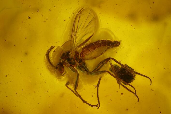 Detailed Fossil Fly (Diptera) In Baltic Amber #163527